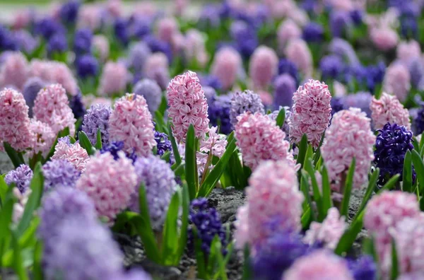 Flowerbed renkli sümbül, geleneksel bahar çiçek, çiçek Paskalya, Paskalya arka plan, çiçek arka plan ile