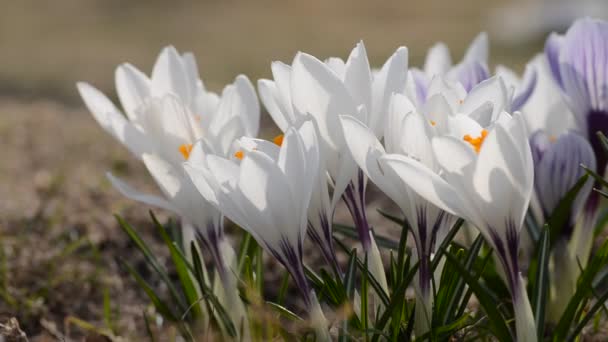 Video Beautiful Gentle Crocus Bushes Bloom Early Spring Symbol Beginning — Stock Video