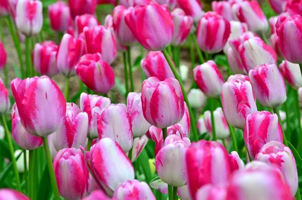 Jasne Świeże Różowe Czerwone Tulipany Kwitną Wiosną Kwietniki Wiosna Kwiaty — Zdjęcie stockowe