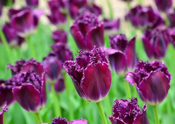 Charmiga Lila Tulpaner Blommar Staden Rabatt Vårsolig Dag — Stockfoto