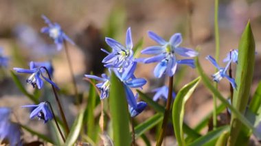 Bir karınca bahar ormanında güzel mavi scillas ve kardelen boyunca sürünür, video