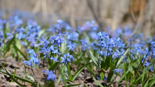 Beautiful blue scilla and snowdrops in the spring forest, video