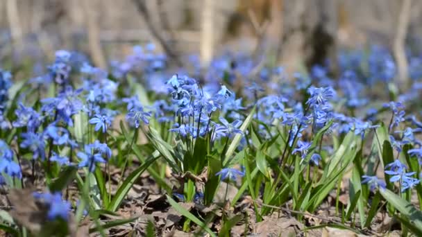 Belle scilla bleue et des gouttes de neige dans la forêt de printemps, vidéo 