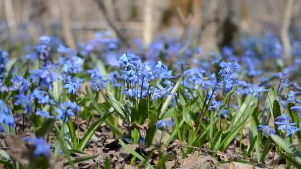 Hermosa Cilla Azul Gotas Nieve Bosque Primavera Video — Vídeos de Stock