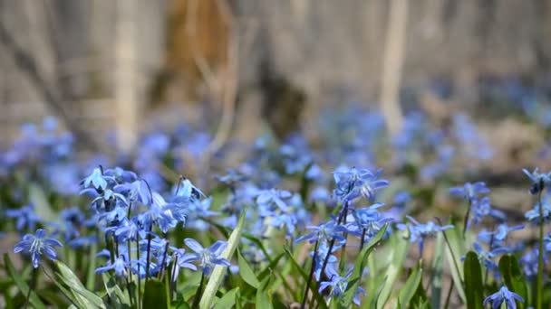 Schöne Blaue Scilla Und Schneeglöckchen Frühlingswald Video — Stockvideo