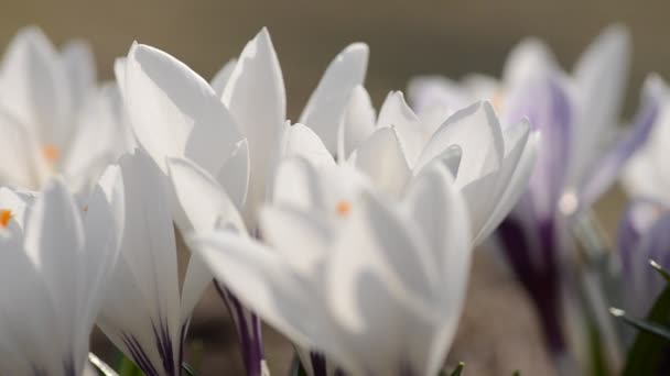Vent Balaye Beaux Buissons Crocus Délicats Fleurissant Début Printemps Symbole — Video