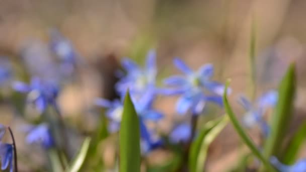 A hangya feltérképezi mentén gyönyörű kék scillas és hóvirág a tavaszi erdő, videó