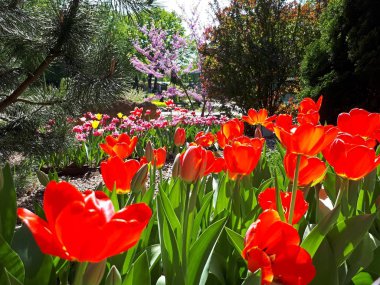 Büyüleyici kırmızı lalegüneşli bir bahar gününde bir şehir çiçek yatağında çiçek