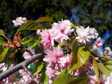 Mavi gökyüzüne karşı pembe sakura narin çiçekler
