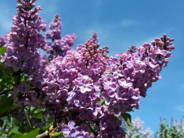 Sıcak bir bahar gününde nazik leylak çalılar çiçek açar