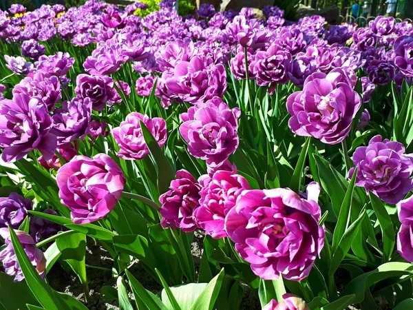 Charmantes Tulipes Violettes Fleurissent Dans Ville Par Une Journée Ensoleillée — Photo