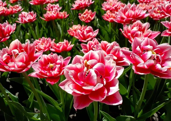 Charmantes Tulipes Roses Fleurissent Dans Ville Par Une Journée Ensoleillée — Photo