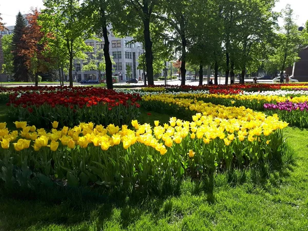 Urocze Żółte Tulipany Kwitną Łóżku Kwiat Miasta Wiosenny Słoneczny Dzień — Zdjęcie stockowe