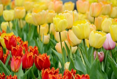 Narin sarı ve kırmızı laleler bir bahar öğleden sonra bir çiçek yatağında çiçek açar