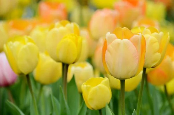 Délicates Tulipes Jaunes Fleurissent Sur Lit Fleurs Après Midi Printemps — Photo