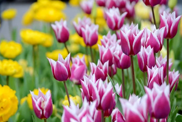 Délicates Tulipes Multicolores Fleurissent Sur Lit Fleurs Dans Après Midi — Photo