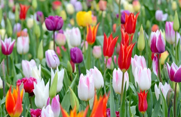 Délicates Tulipes Multicolores Fleurissent Sur Lit Fleurs Dans Après Midi — Photo