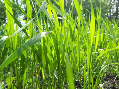 Güneşli bir alanda taze yeşil çim, kış buğday ekimi