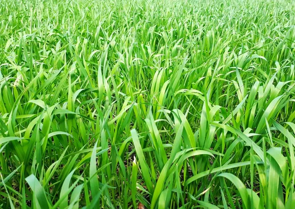 Čerstvá Zelená Tráva Slunném Poli Zimní Výsadba Pšenice — Stock fotografie