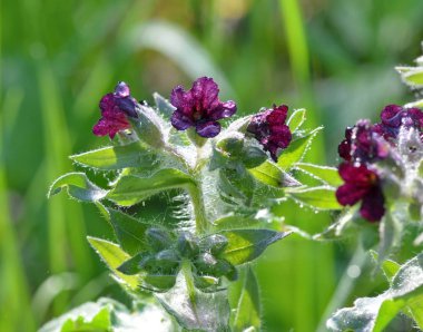 Bir bahar güneşli alanda çiy damlaları ile güzel mor çiçekler
