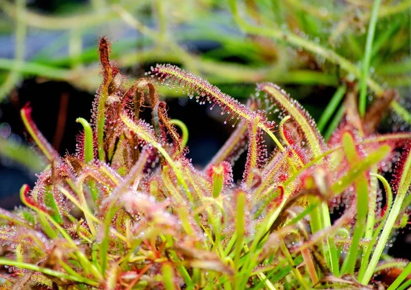 Rosée Carnivore Tropicale Avec Gouttes Rosée Sur Les Poils — Photo