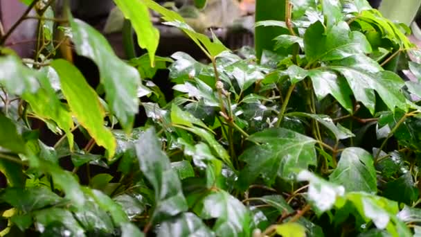 Video Hojas Hiedra Verde Brillante Después Lluvia Primaveral — Vídeo de stock