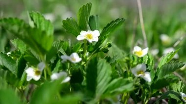 Bir bahar çayırı üzerinde güzel çilek çiçeklervideo yakın, rüzgar tarafından sallanan