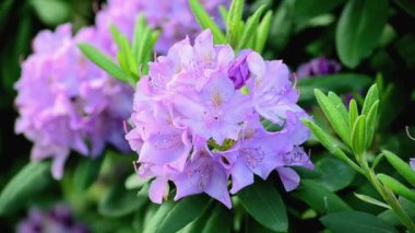 Video parlak rhododendron yakın, bahar taze çiçekler