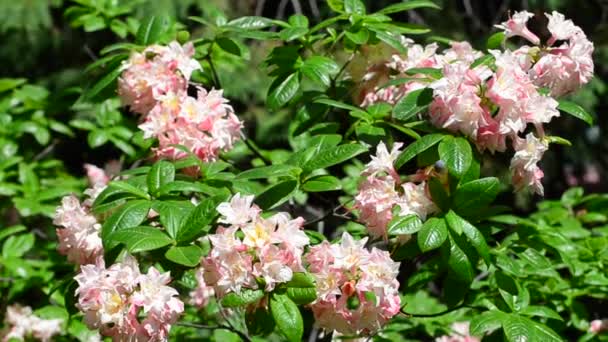 Video Rododendro Brillante Cerca Flores Frescas Primavera — Vídeos de Stock