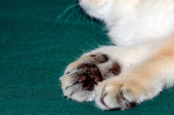 Británico Oro Gatito Tictac Suave Patas Cerca — Foto de Stock