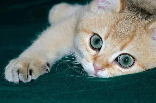 British golden Ticked kitten close up, cute pet