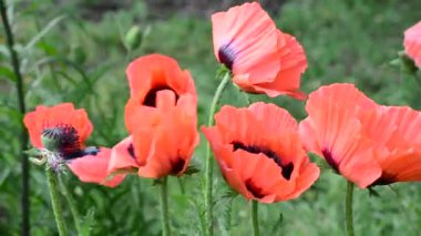 Kırmızı haşhaş - zafer ve bahar sembolü, rüzgar video sallanan