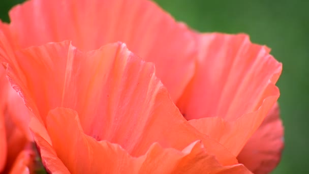 Rote Mohnblumen Ein Symbol Für Sieg Und Frühling Wind Schwankend — Stockvideo