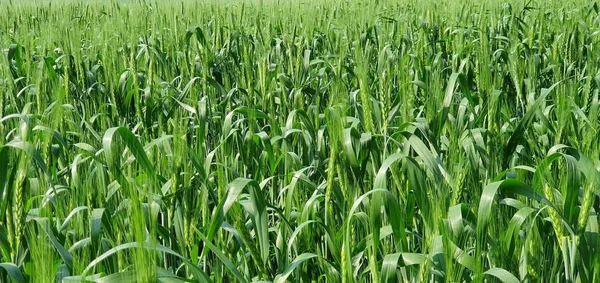 Zelené Uši Pšenice Pozadí Modrého Nebe — Stock fotografie