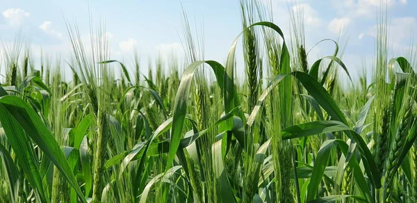 Zelené Uši Pšenice Pozadí Modrého Nebe — Stock fotografie