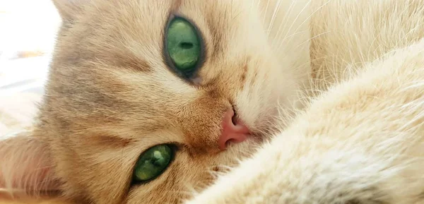 Gattino Britannico Dorato Ticchettato Colore Vicino Spazio Libero Testo — Foto Stock