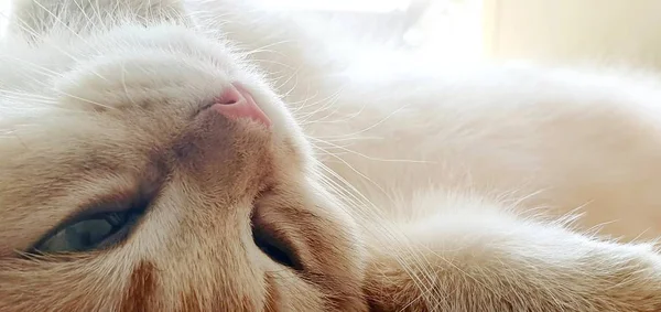 Gatito Británico Color Dorado Marcado Cerca Espacio Libre Para Texto — Foto de Stock