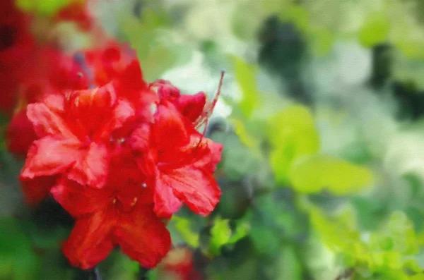 キャンバスに描く明るい赤いロドデンドロンクローズアップ 春の新鮮な花 — ストック写真