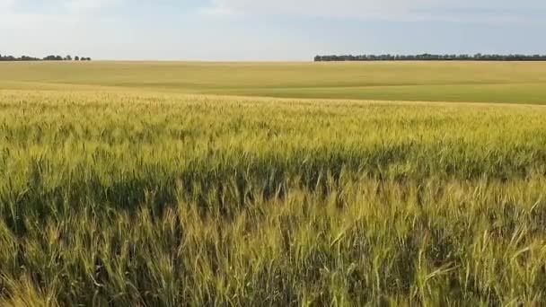 夕阳下成熟的麦田和黑麦田 麦穗和黑麦在风中摇摆 国家丰收 富裕和繁荣的理念 — 图库视频影像