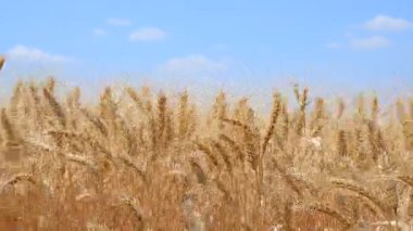 Rüzgar mavi gökyüzüne karşı çavdar buğday kulakları sallar, Ukrayna vatanseverlik ve ulusal gurur kavramı, video