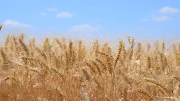 Rüzgar Mavi Gökyüzüne Karşı Çavdar Buğday Kulakları Sallar Ukrayna Vatanseverlik — Stok video
