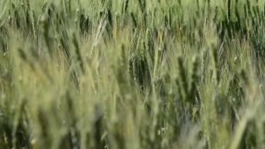 Bir tarım alanında bir yel değirmeninde buğday ve çavdar sallanan yeşil kulakları