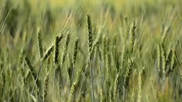 小麦とライ麦の緑の耳が農業分野の風車で揺れ — ストック動画