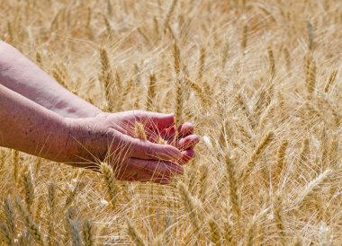 Buğday çavdar kulakları tutan yaşlı bir kadının şefkatli elleri, tarım konsepti