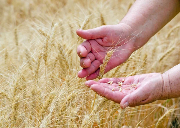 Mains bienveillantes d'une vieille femme tenant des épis de seigle de blé, concept d'agriculture — Photo