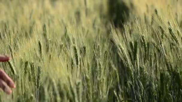 ライ麦と小麦の耳を打つ女性の手 そよ風 農業コンセプト — ストック動画