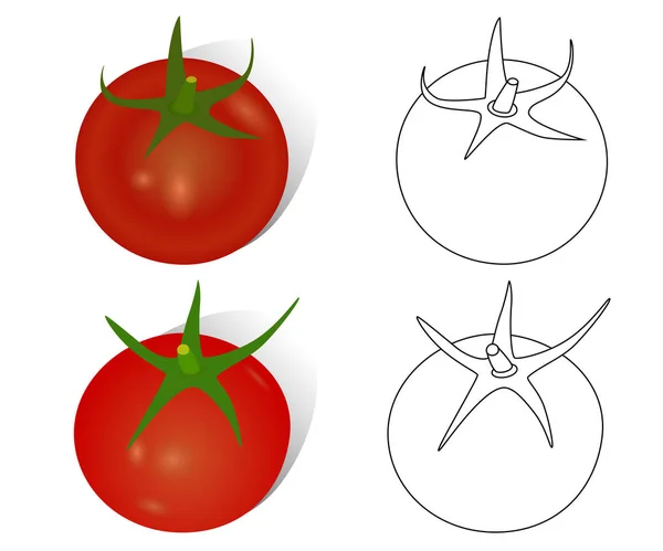 Handgezeichnete Reife Tomaten Realistische Und Konturierte Objekte Vektorzeichnung — Stockvektor