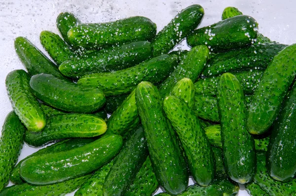 Yeşil Taze Salatalık Kış Için Hasat Önce Yıkanır — Stok fotoğraf