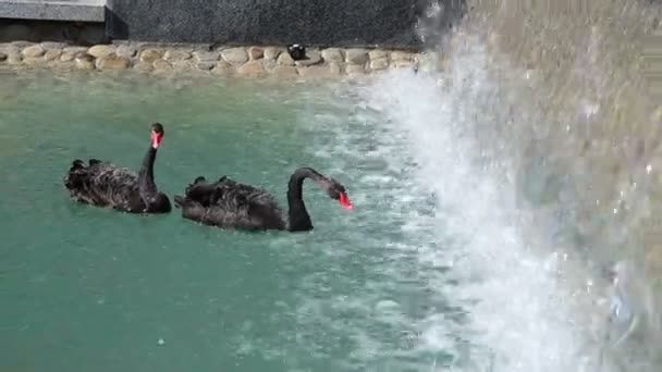 V městské kašně plavou dvě černé labutě na pozadí rozbíjení vody na kameny za slunného letního dne