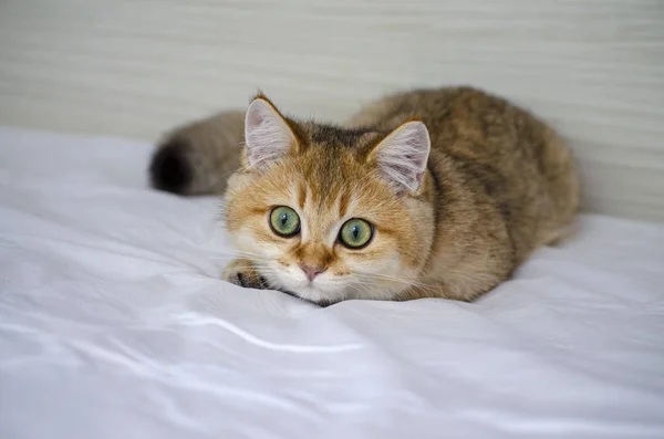 Niedliche britische Kätzchen liegt auf dem Bett im Hinterhalt für Beute, Haustier protecti — Stockfoto